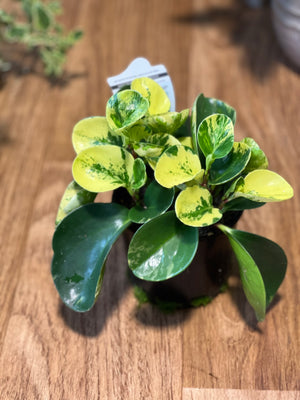 Peperomia obtusfolia mixed varieties