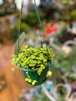 Peperomia prostrate “string of turtles”