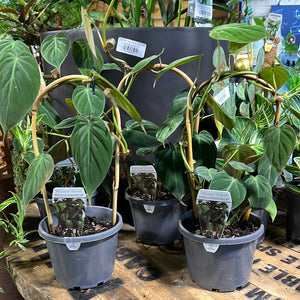 Philodendron micans velvet