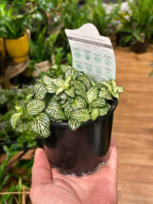 fittonia nerve plant assorted