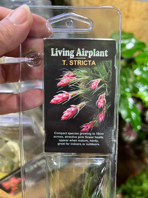 Tillandsia gift