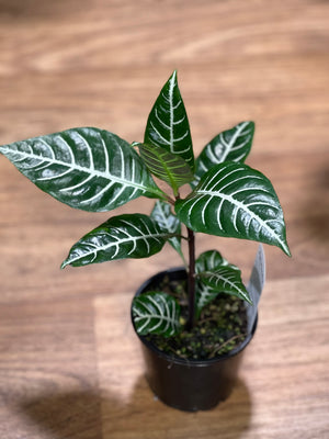 Aphelandra “zebra plant”