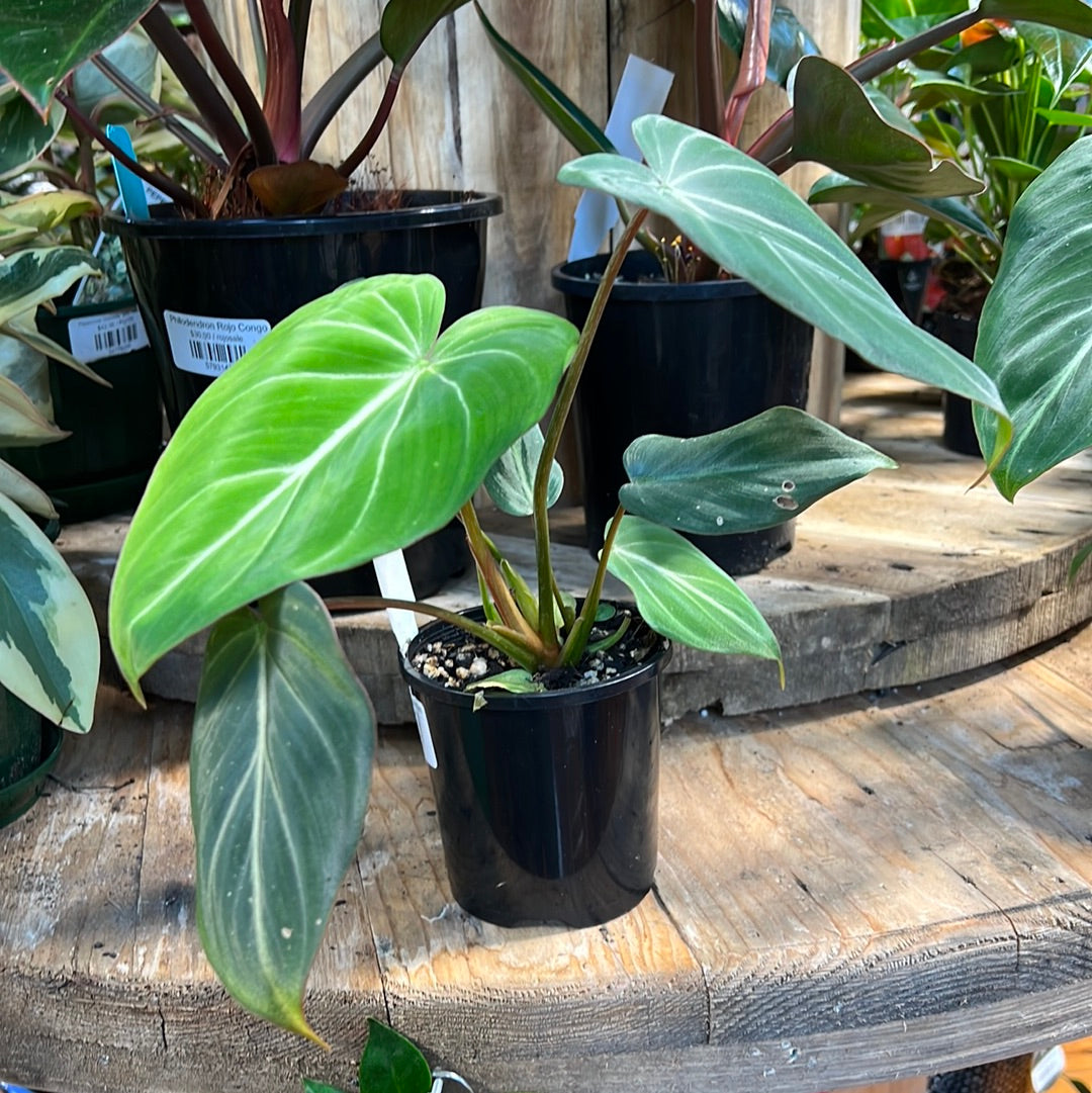 Philodendron Gloriosum