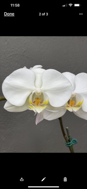 Phalaenopsis mini  double stem orchid