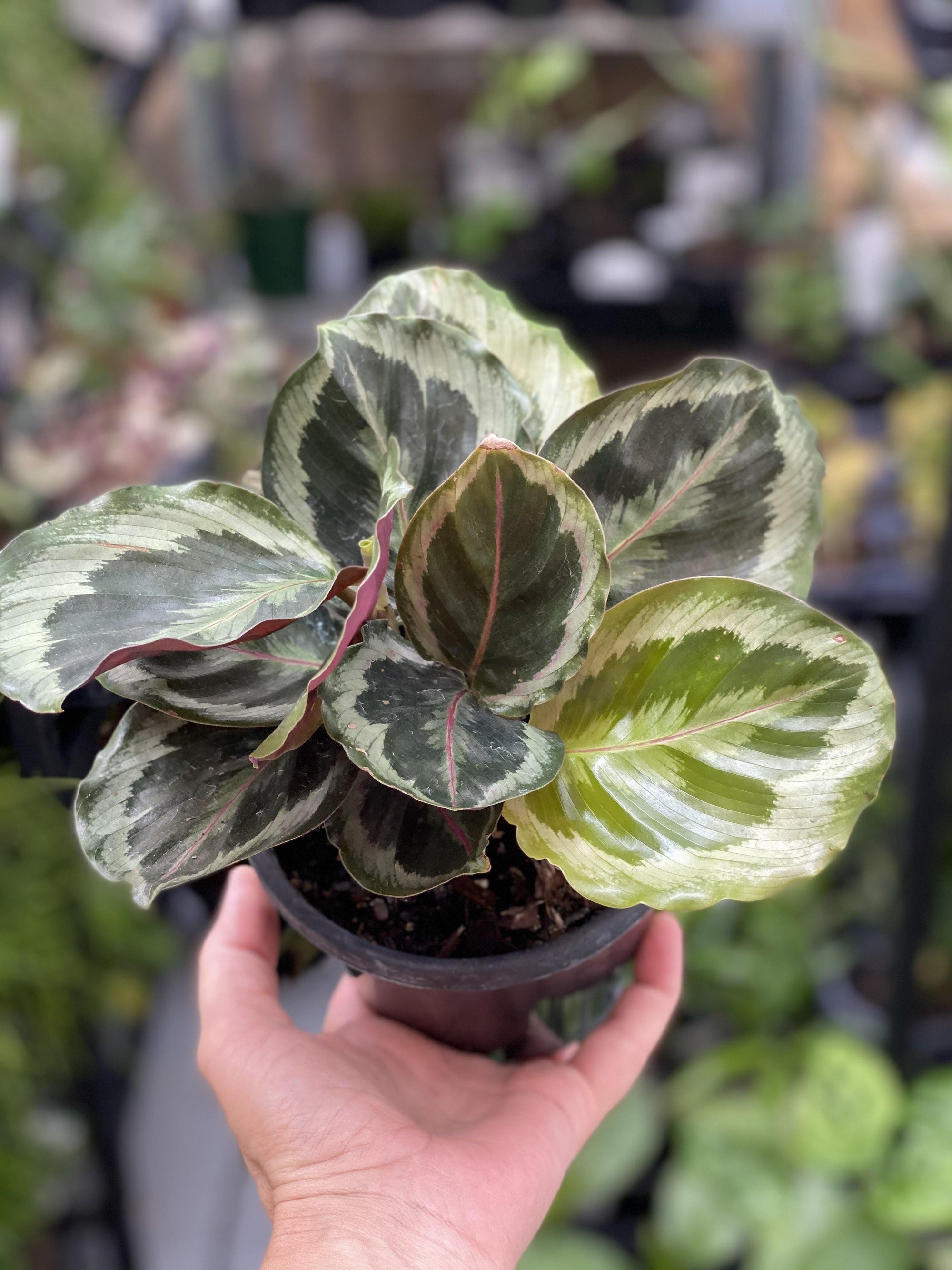 Calathea julia - That Plant Shop