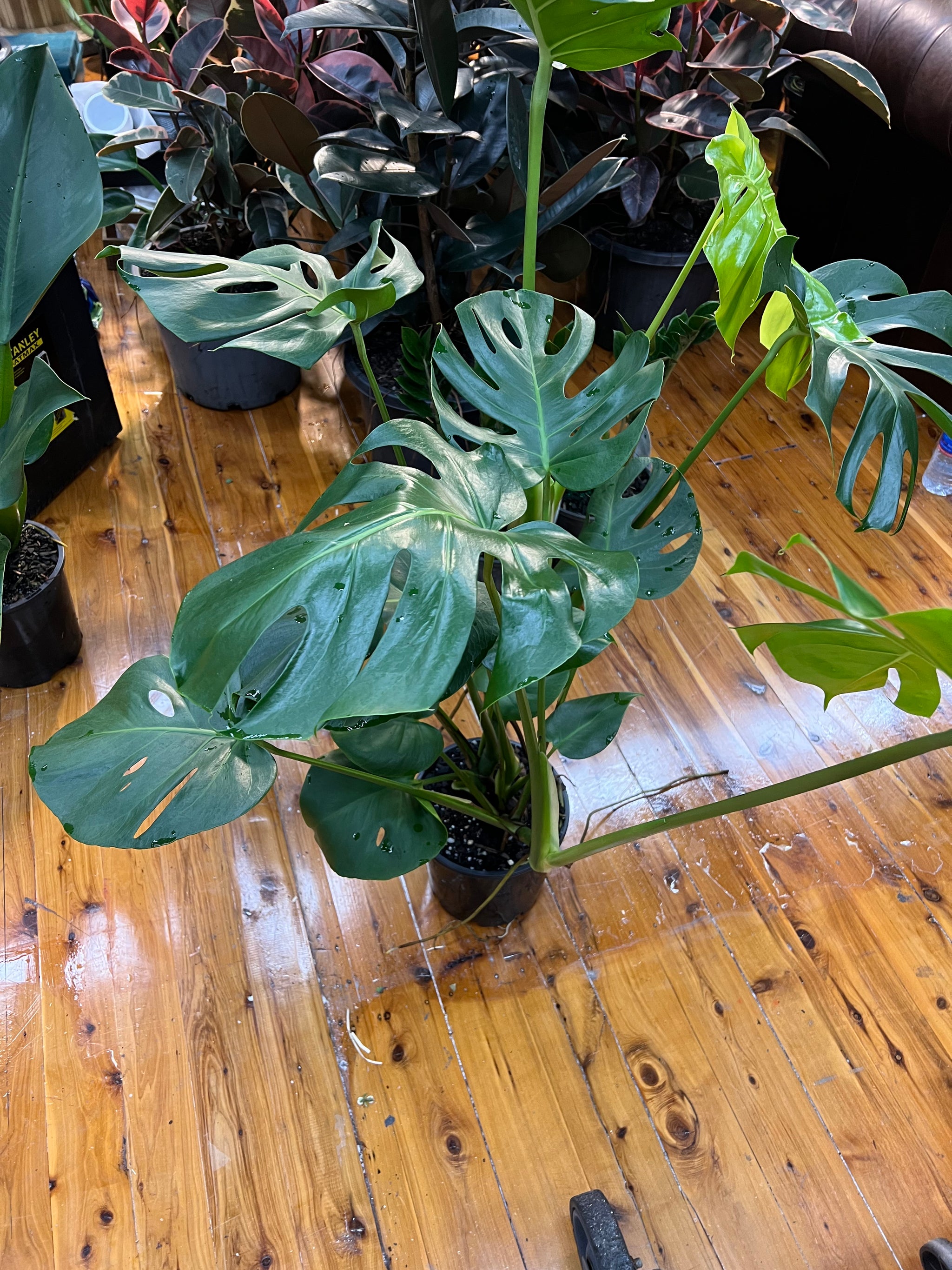 monstera tauerii Monstera Tauerii