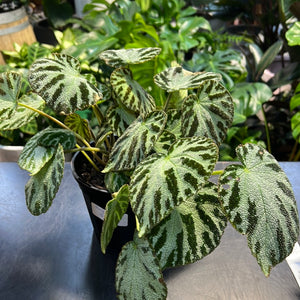 Begonia silver jewel