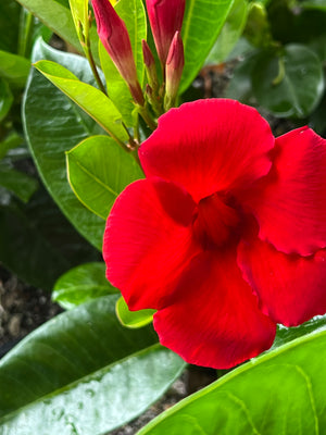 Mandevilla