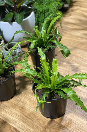 Asplenium Osaka "Birds Nest Fern" - Artisans Garden Nursery