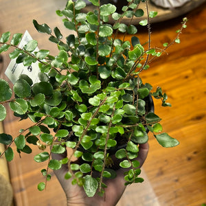 Pellaea rotundafolia button fern