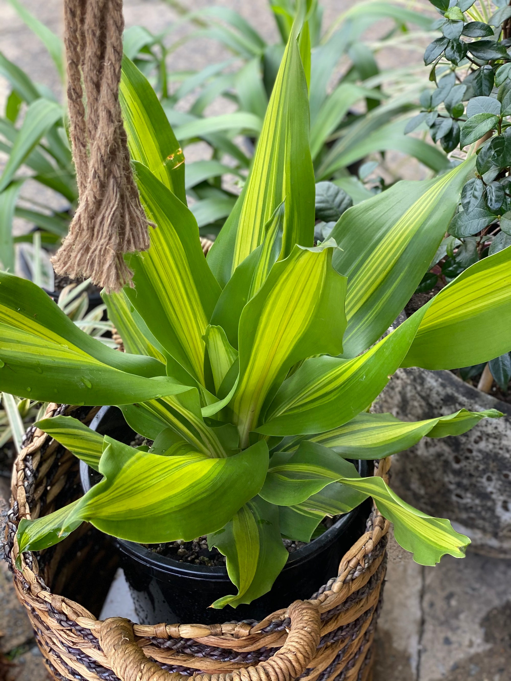 Dracaena fragrans golden heart