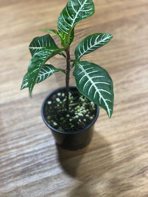 Aphelandra “zebra plant”