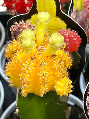 Rainbow crafted cactus