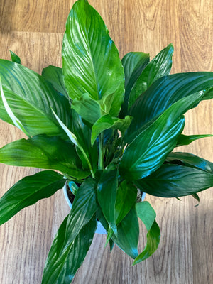 Spathiphyllum  (Peace Lily)