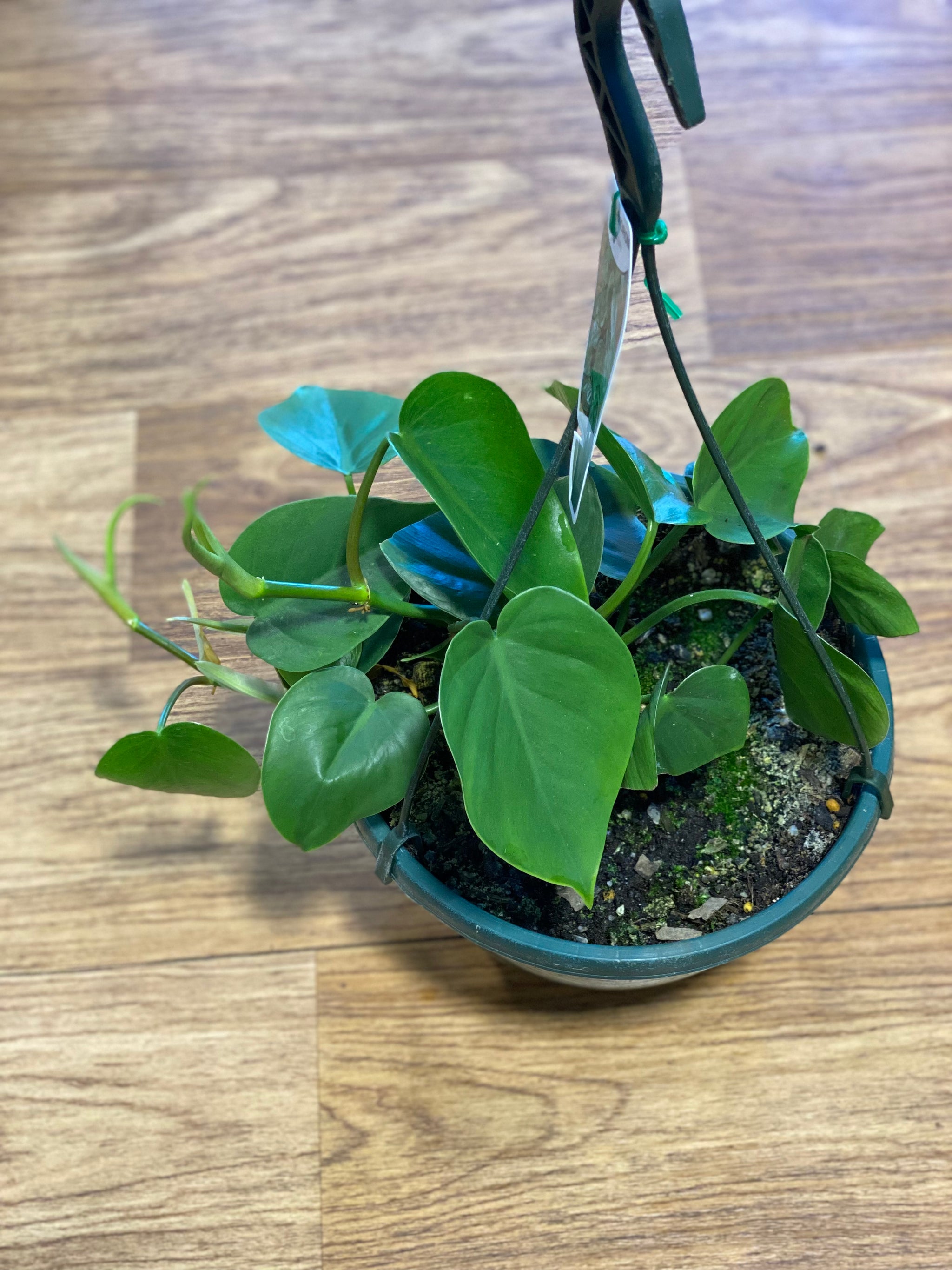 philodendron cordatum australia Philodendron Cordatum heart leaf