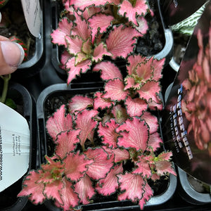 fittonia nerve plant assorted