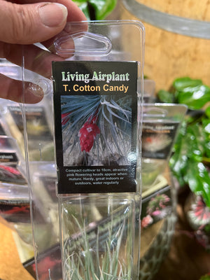 Tillandsia gift