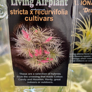 Tillandsia gift