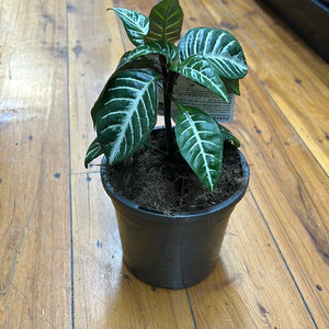 Aphelandra “zebra plant”