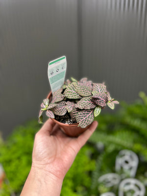 fittonia nerve plant assorted