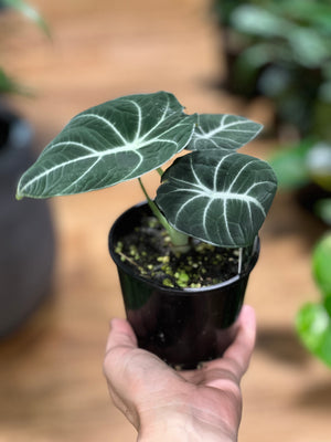 Alocasia ‘Black velvet’