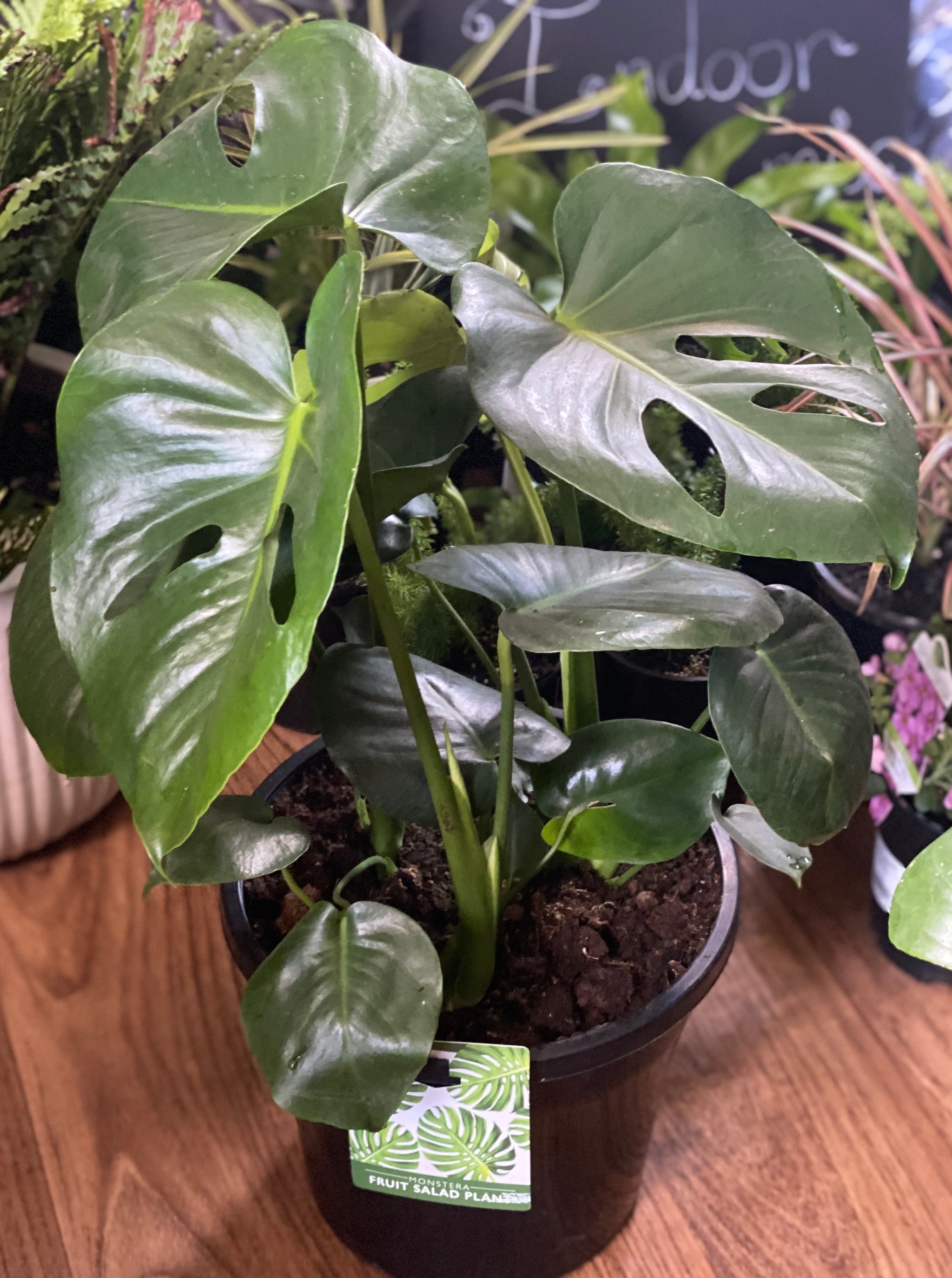 home depot monstera deliciosa Monstera deliciosa