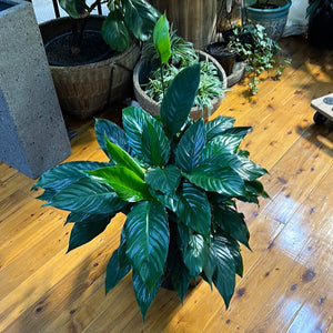 Spathiphyllum  (Peace Lily)