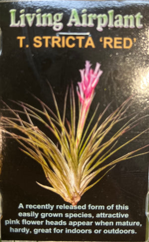 Tillandsia gift