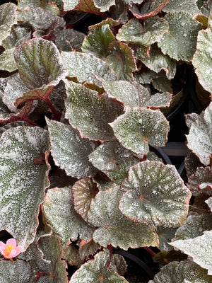 Begonia  Rex varieties