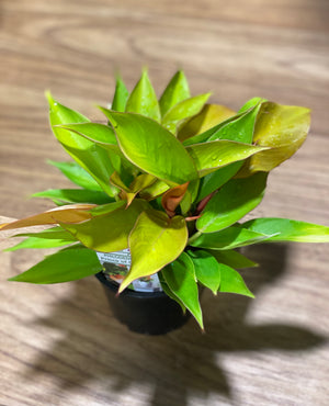 Philodendron prince of orange