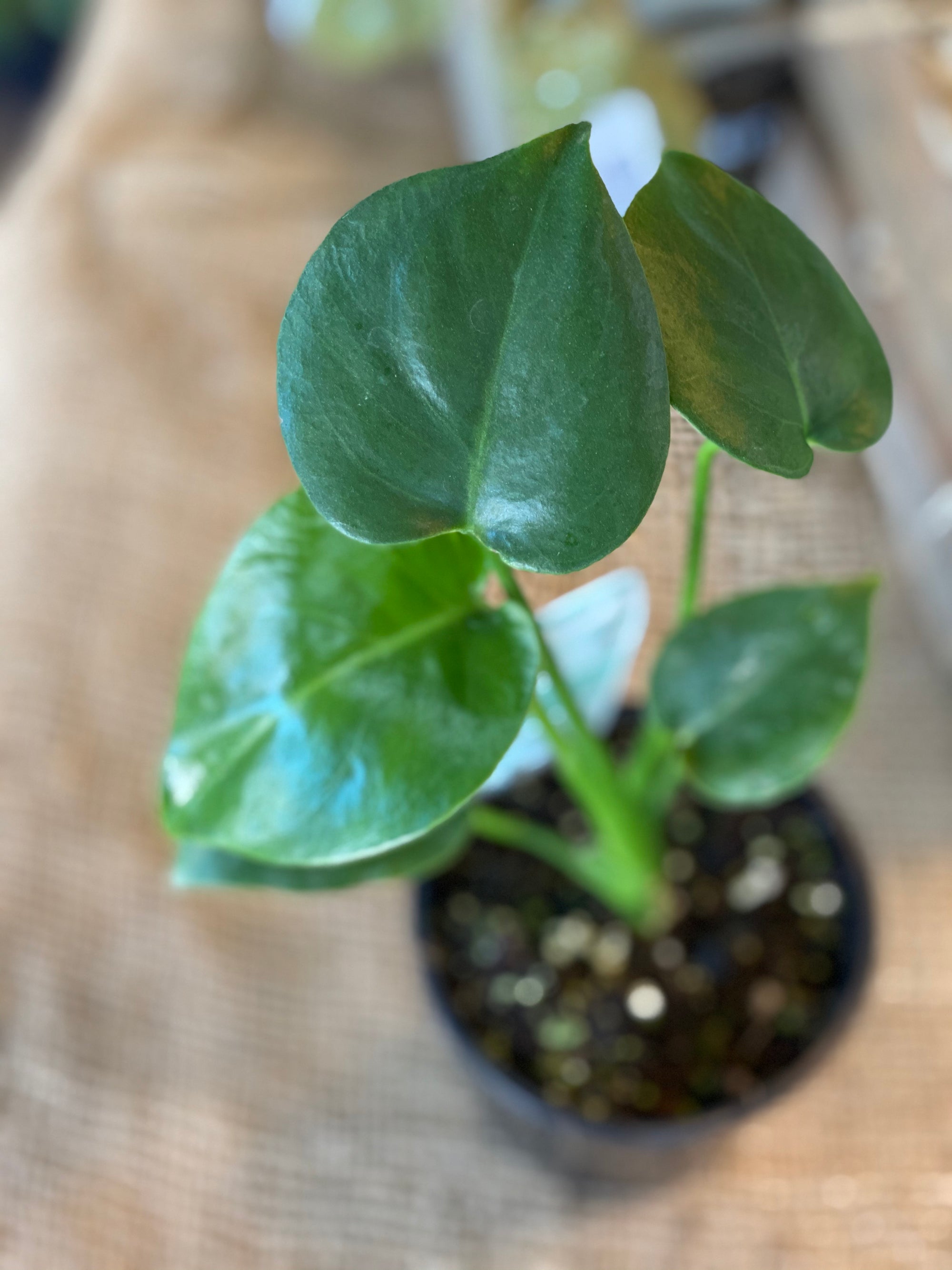 Monstera deliciosa