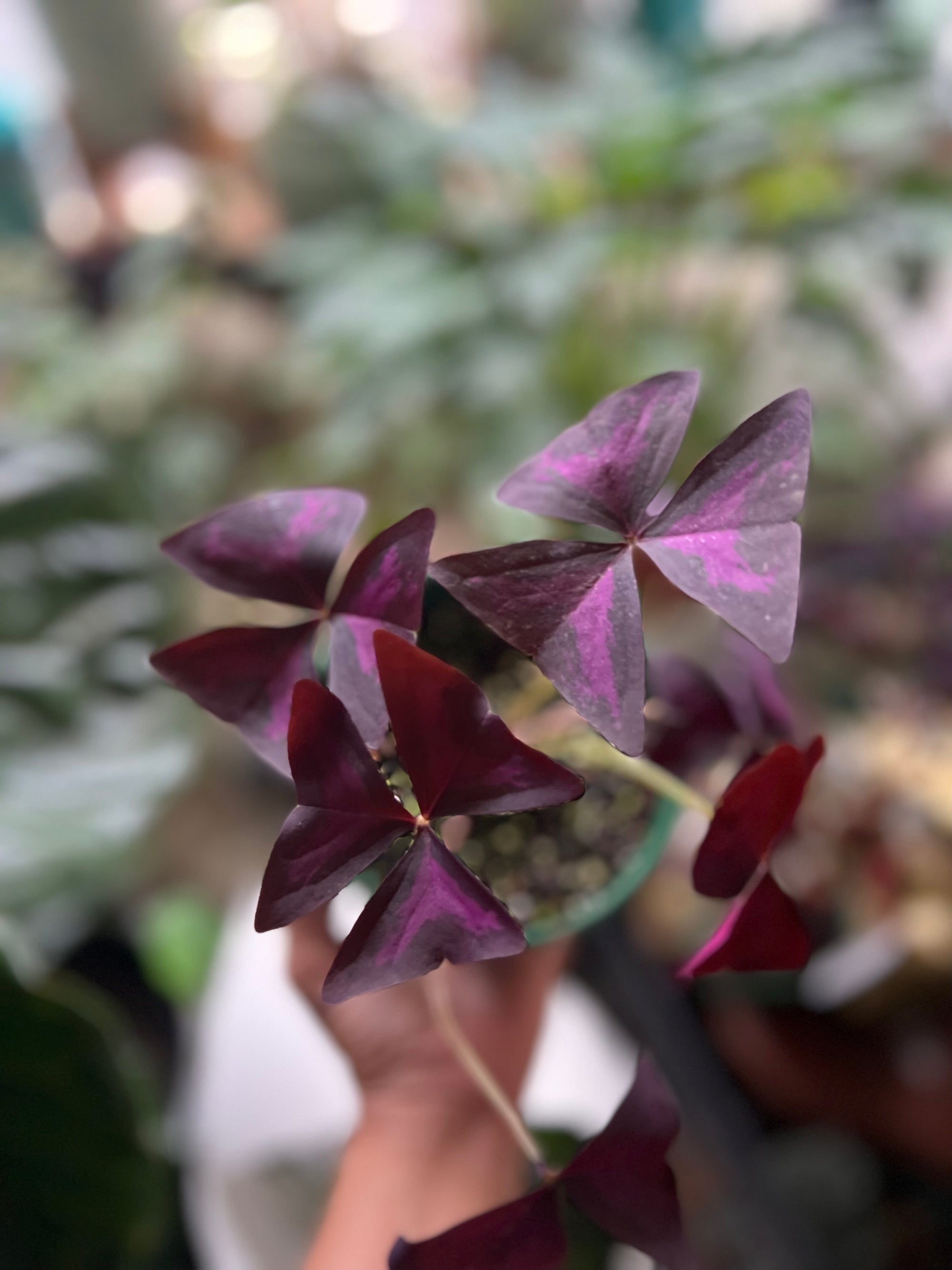Oxalis Triangularis butterfly plant