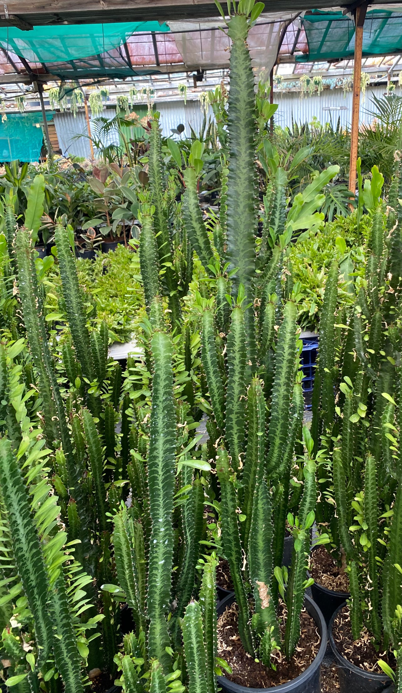 Euphorbia trigona, African milk tree