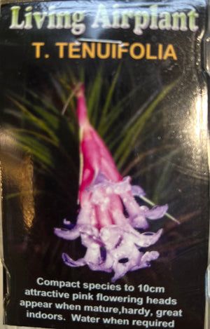 Tillandsia gift