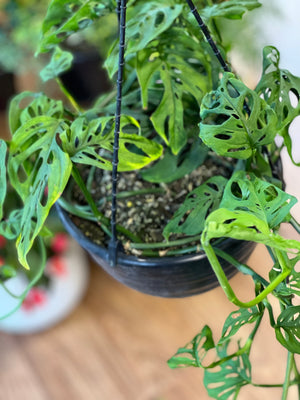Monstera adansonaii hanging basket