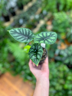 Alocasia baginda dragon scale