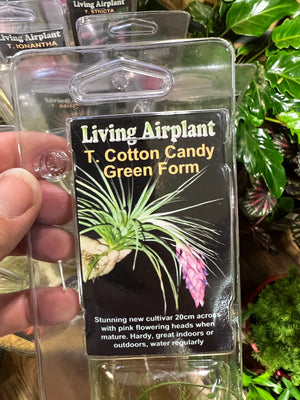 Tillandsia gift