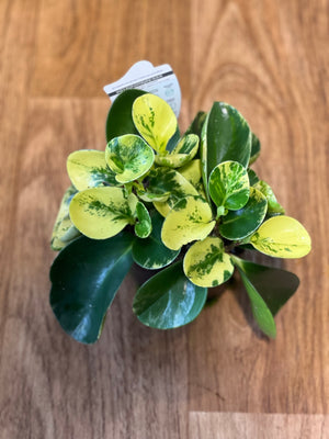 Peperomia obtusfolia mixed varieties