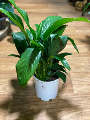 Spathiphyllum  (Peace Lily)