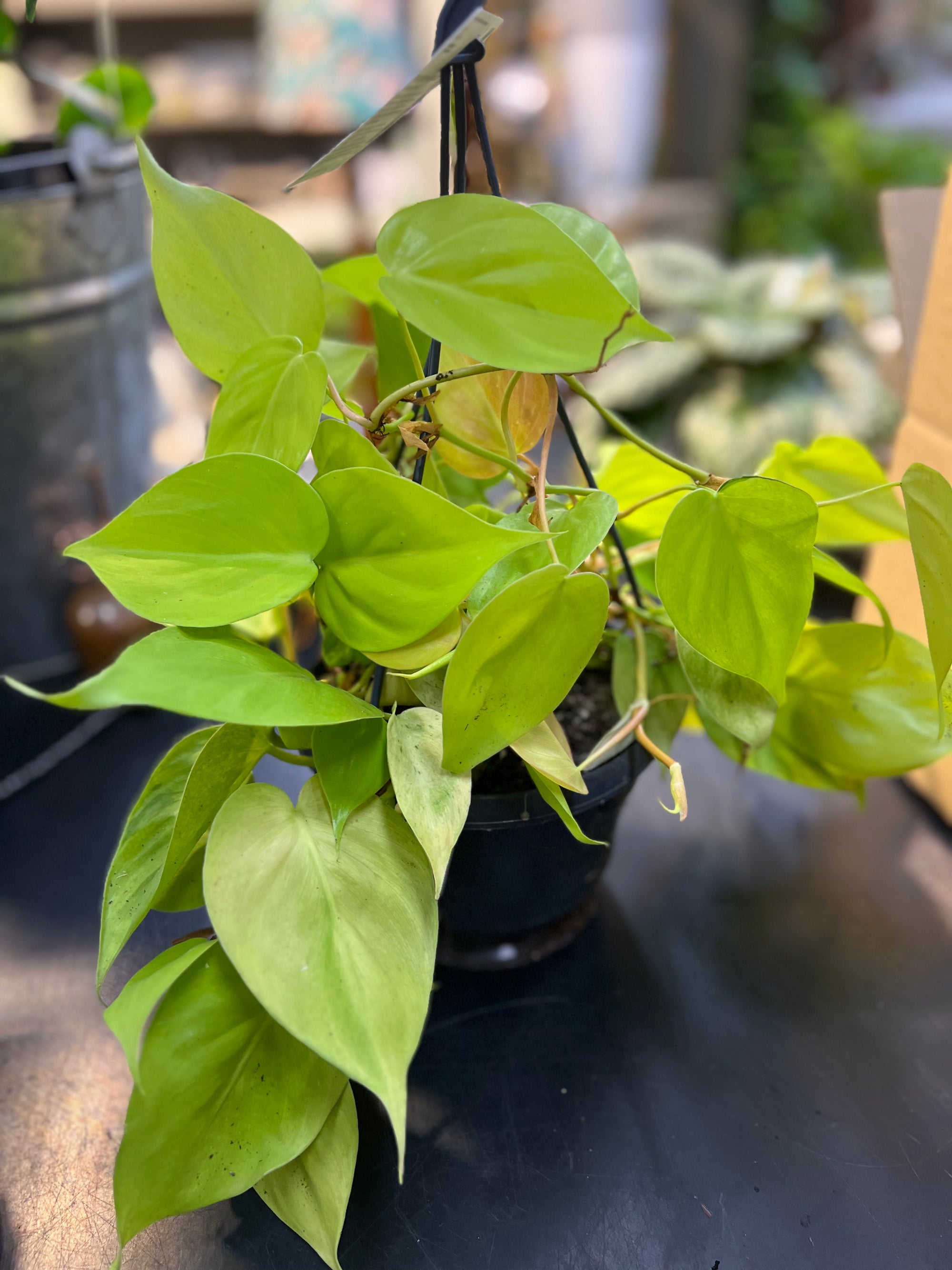 Philodendron  Cordatum "GOLDILOCKS "BASKETS