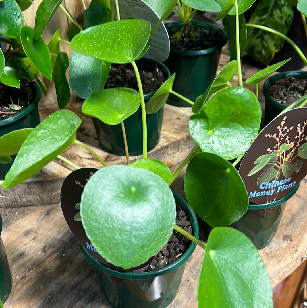 Pilea peperomoides “Chinese money plant”