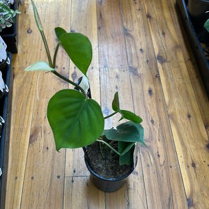 Philodendron Cordatum heart leaf