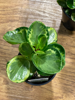 Peperomia obtusfolia mixed varieties