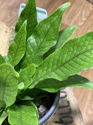 Crocodile leaf fern Microsorum musifolium 'crocodylus ') - That Plant Shop