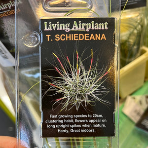 Tillandsia gift