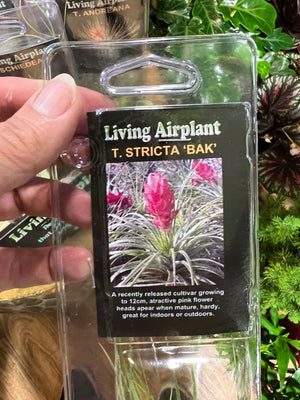 Tillandsia gift
