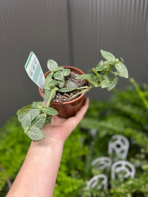 fittonia nerve plant assorted