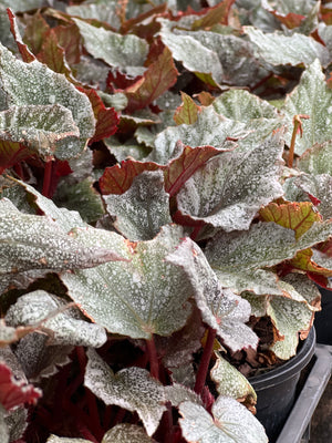 Begonia  Rex varieties