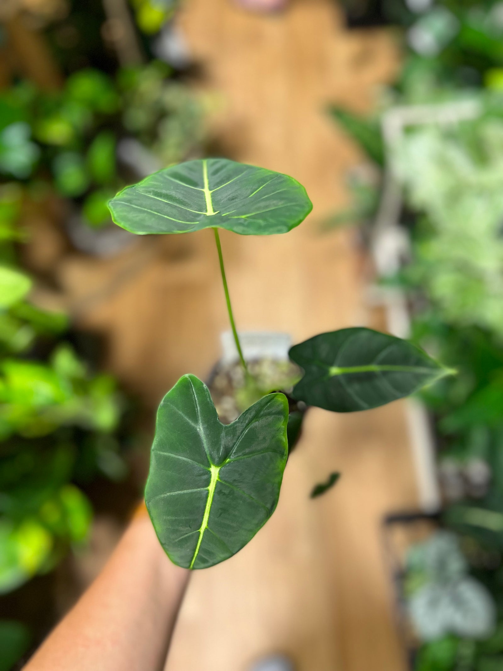 Alocasia frydek green velvet