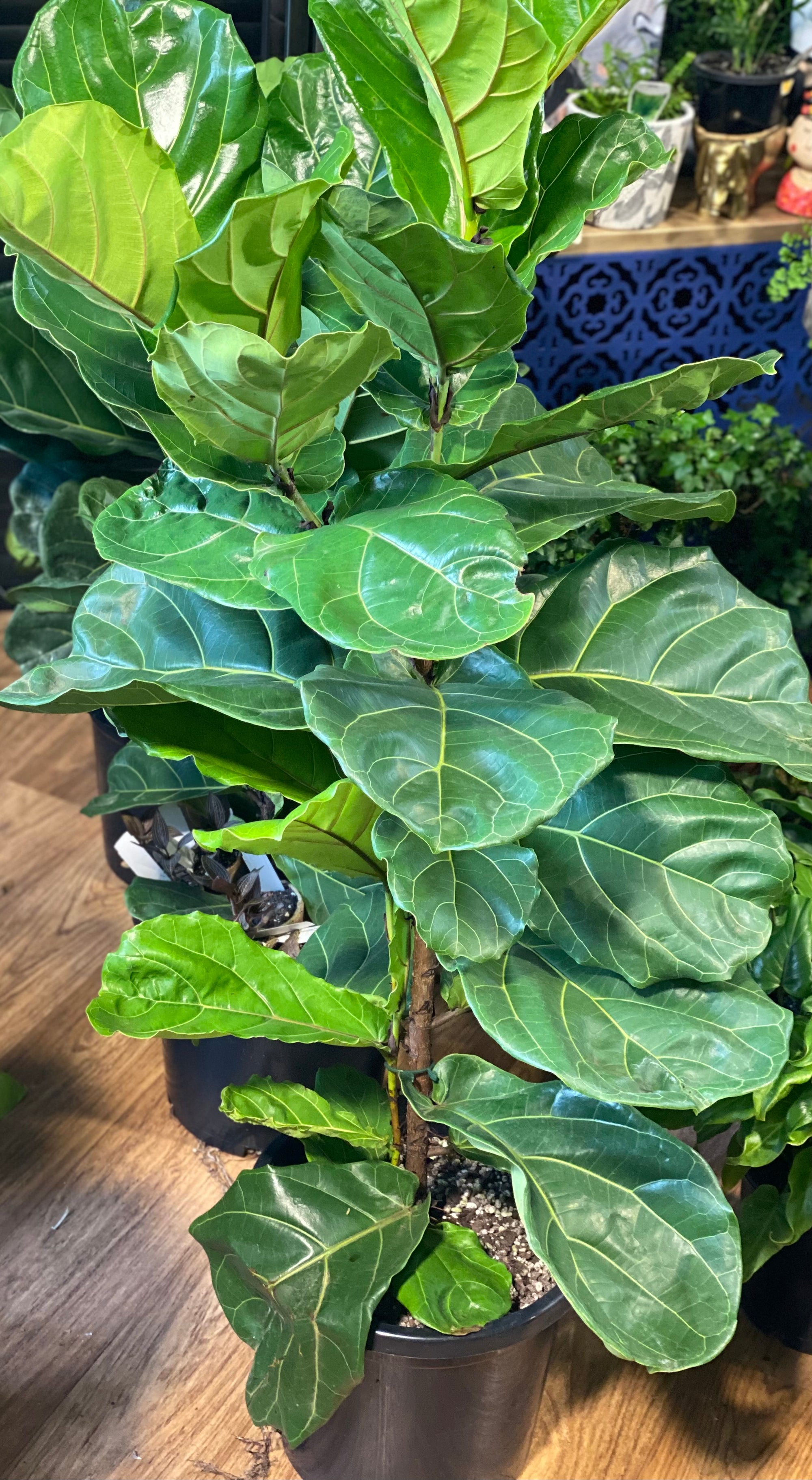 Ficus lyrata “fiddle leaf fig”